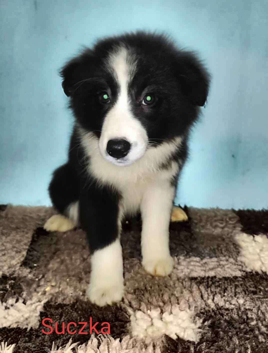 sprzedam suczki rasy Border collie Nowe Miasto nad Pilicą - zdjęcie 2