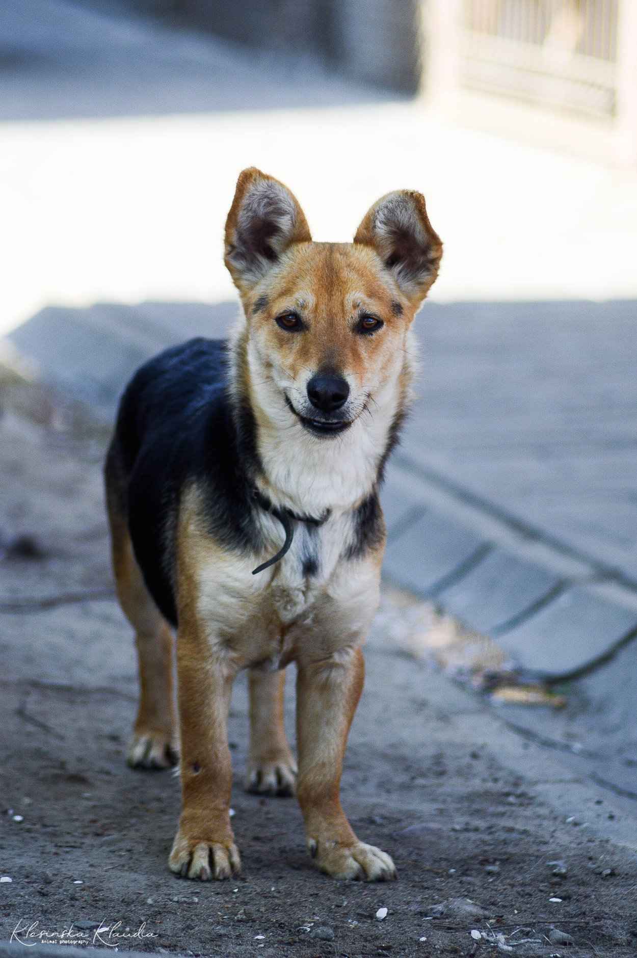 Zuzia - niewielka, delikatna sunia szuka domu! Olsztyn - zdjęcie 5