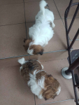 Dwie sunie shih tzu Klucze - zdjęcie 4