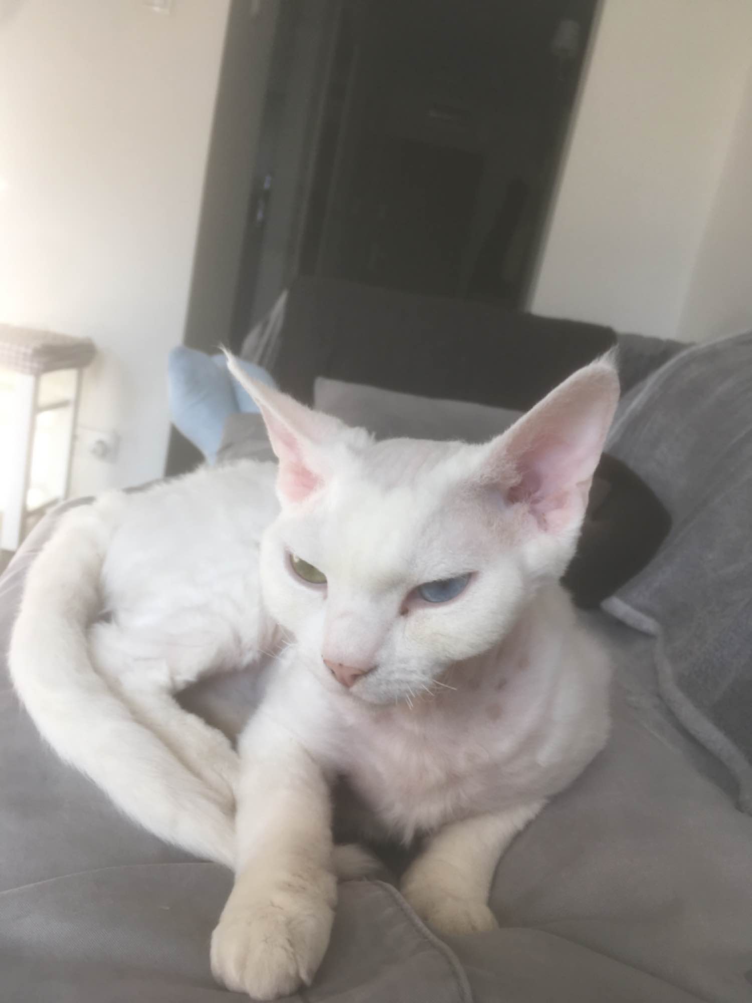 Śliczna kotka devon rex Praga-Południe - zdjęcie 3