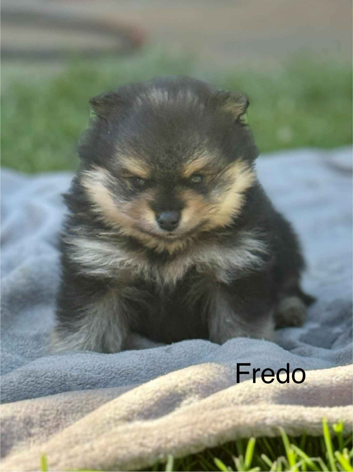 Szpic Miniaturowy Kutno - zdjęcie 5