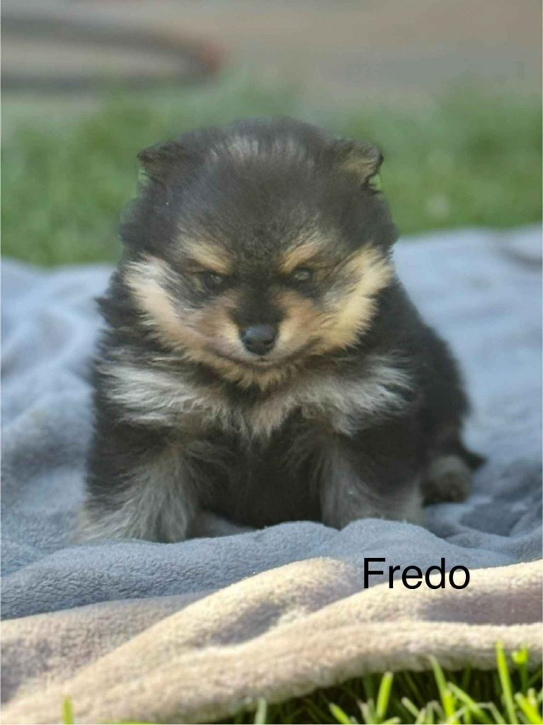 Szpic Miniaturowy Kutno - zdjęcie 5