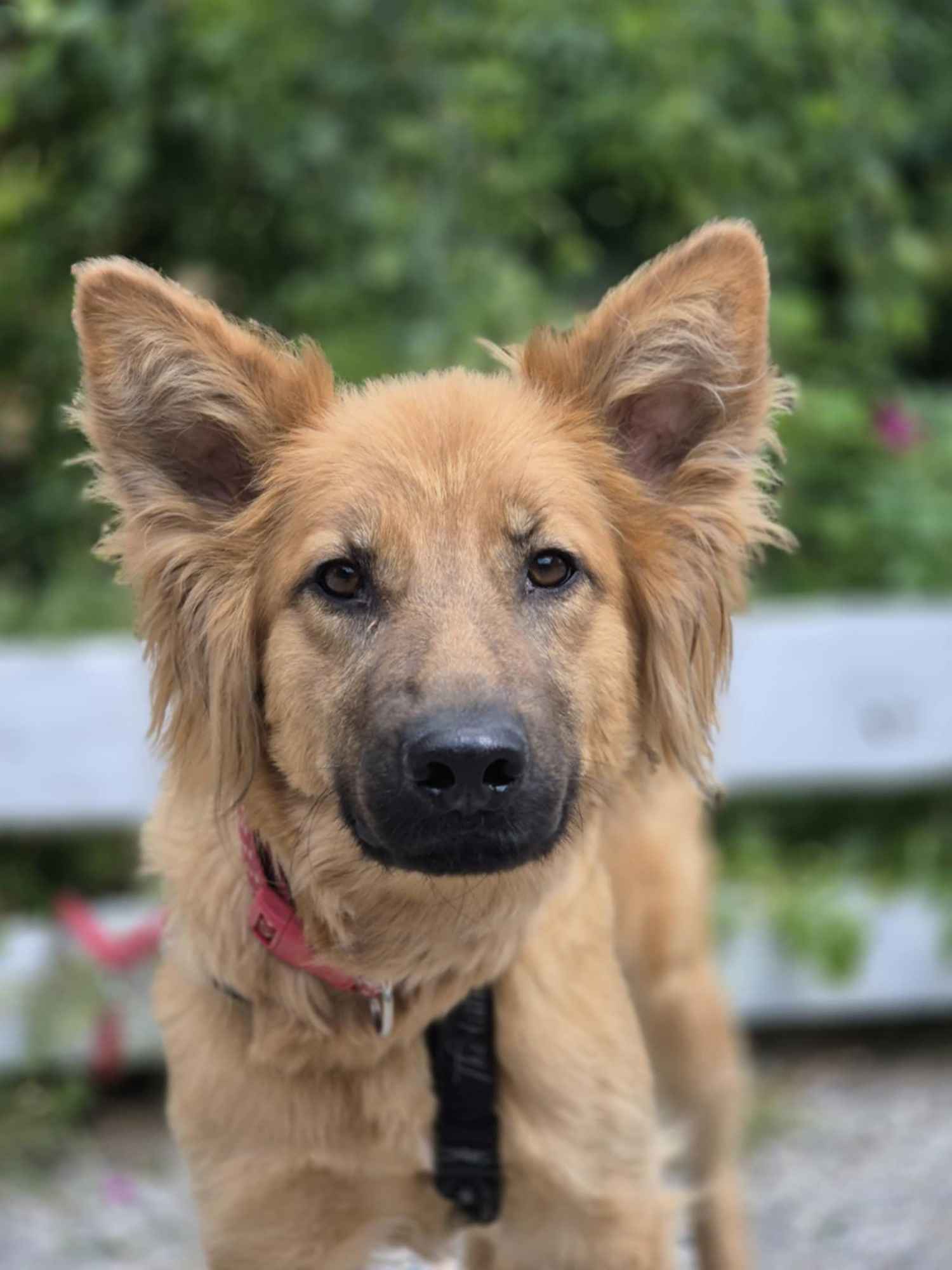 Bella - złotowłosa piękność, mądra, wesoła sunia do pokochania Olsztyn - zdjęcie 5