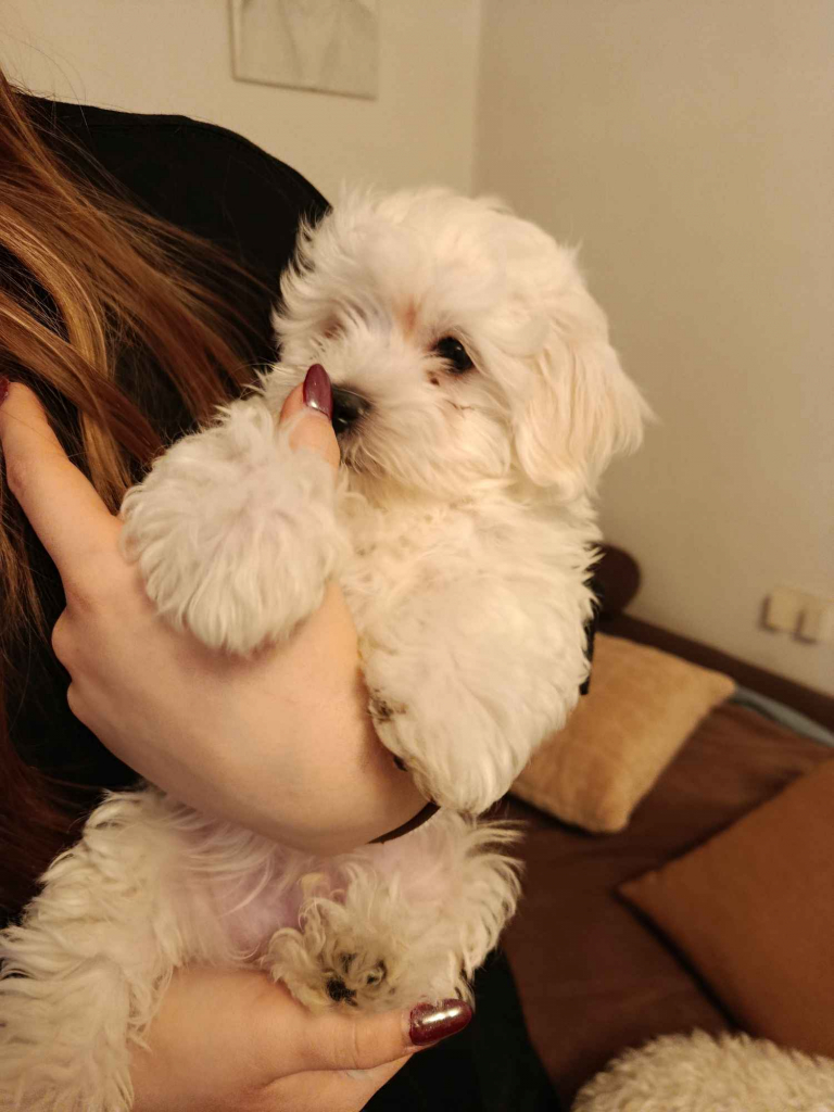 Pieski szukają domków Wyszków - zdjęcie 4