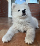 Samoyed / Samojed szczeniak Jasionka - zdjęcie 2