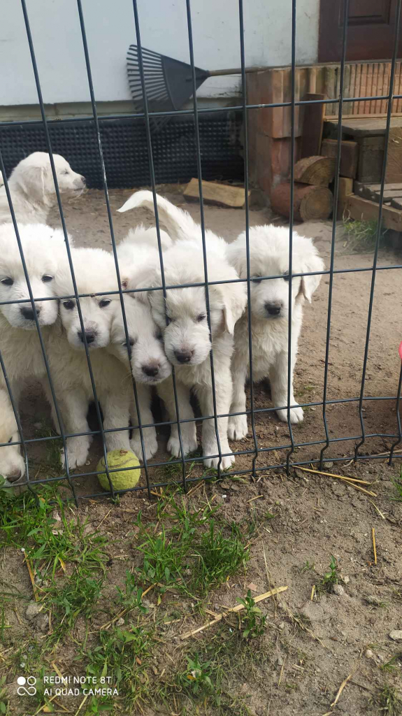 Psy owczarki Podchalanskie Łochów - zdjęcie 5
