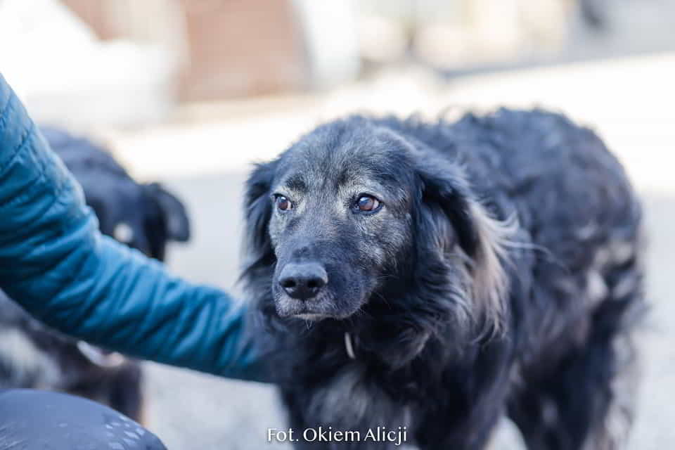 Nie kupuj miłości - adoptuj ją! Jaśko czeka w schronisku Łętkowice - zdjęcie 2