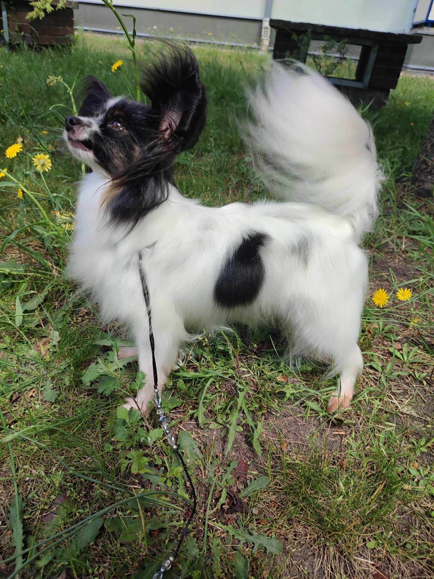 Papillon - tricolor Szczecin - zdjęcie 2