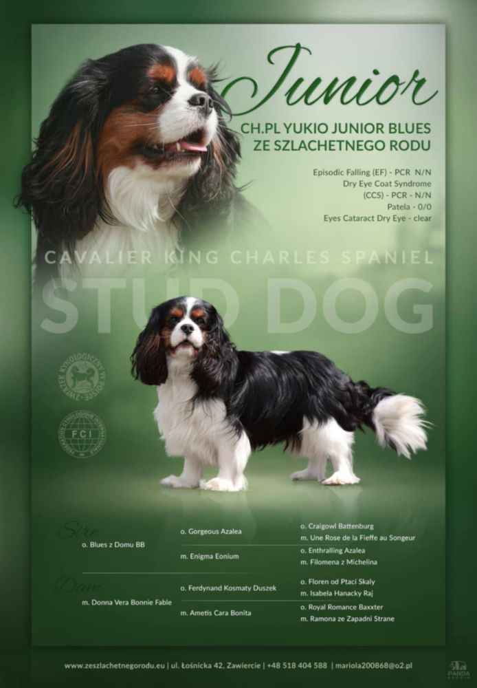 Szczeniaki pieski Cavalier King Charles Spaniel ZKwP FCI Częstochowa - zdjęcie 7