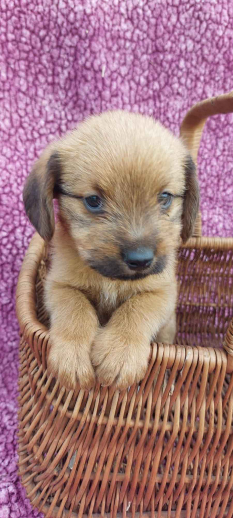 Hermiona - 8 tygodniowa czarodziejka szuka domu Olsztyn - zdjęcie 1