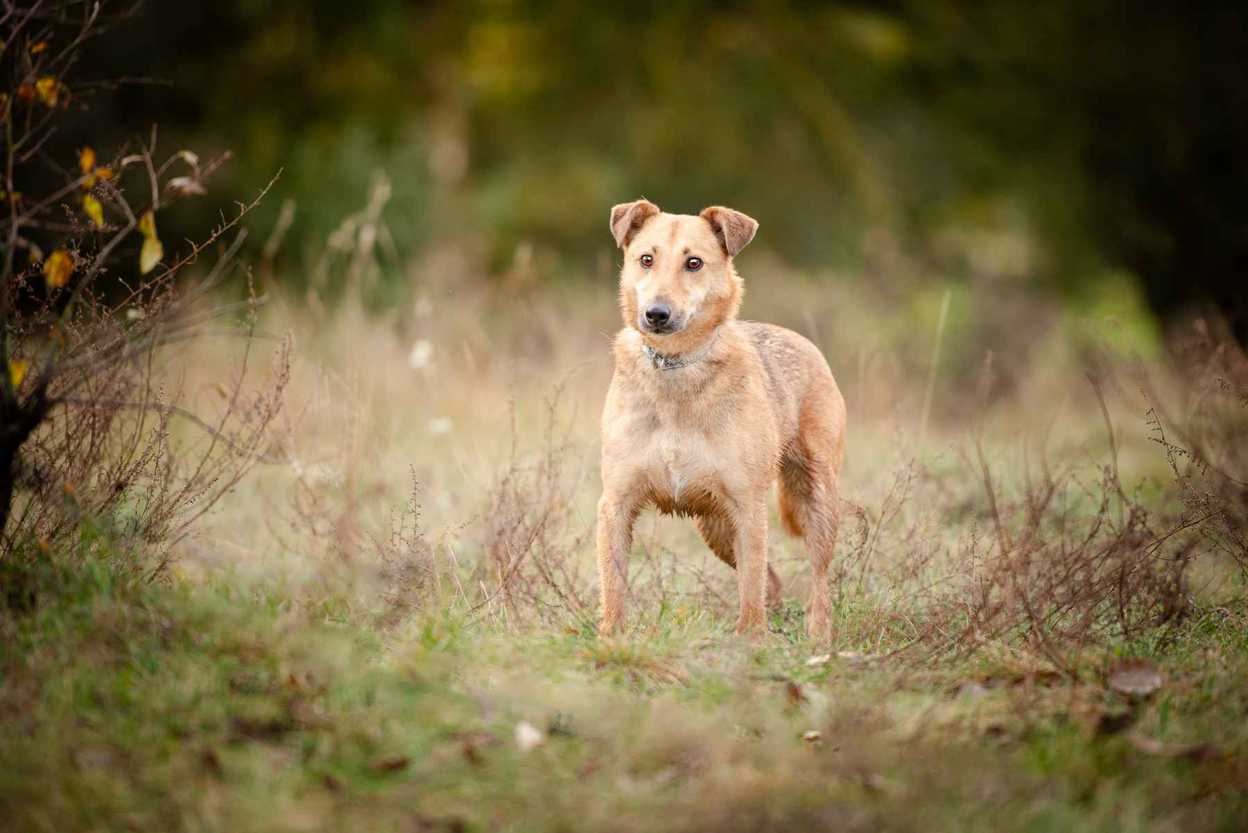 Snikers - kot w ciele psa szuka domu! Olsztyn - zdjęcie 7