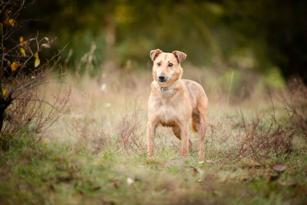 Snikers - kot w ciele psa szuka domu! Olsztyn - zdjęcie 7