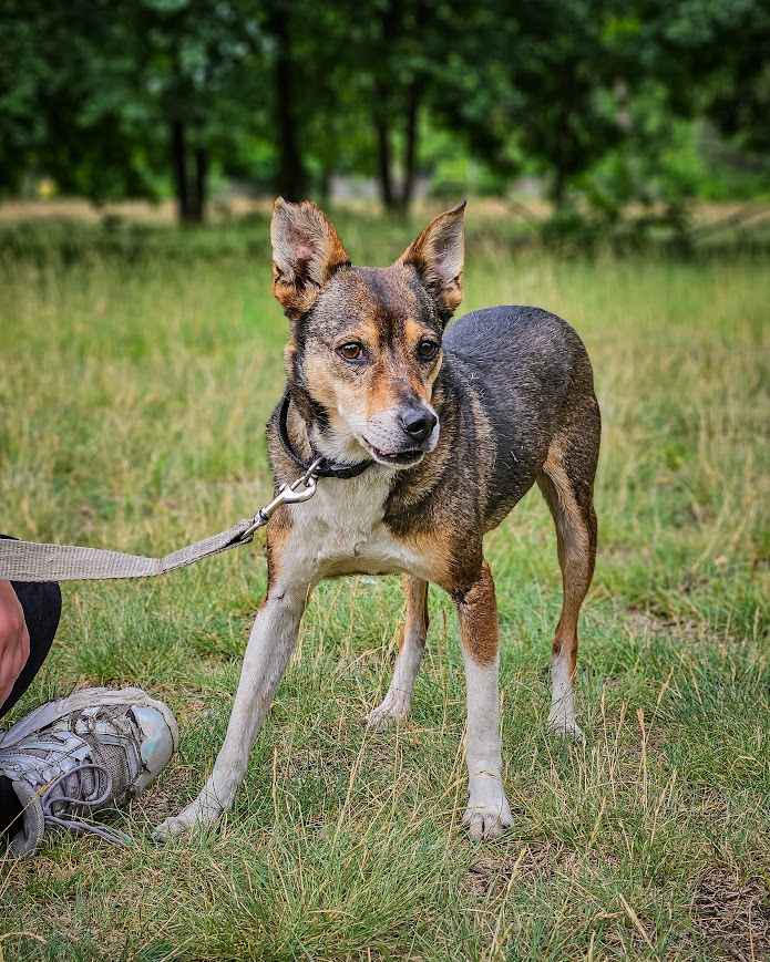 Przesympatyczny, proludzki kanapowiec szuka domu na zawsze! Adoptuj! Polesie - zdjęcie 9