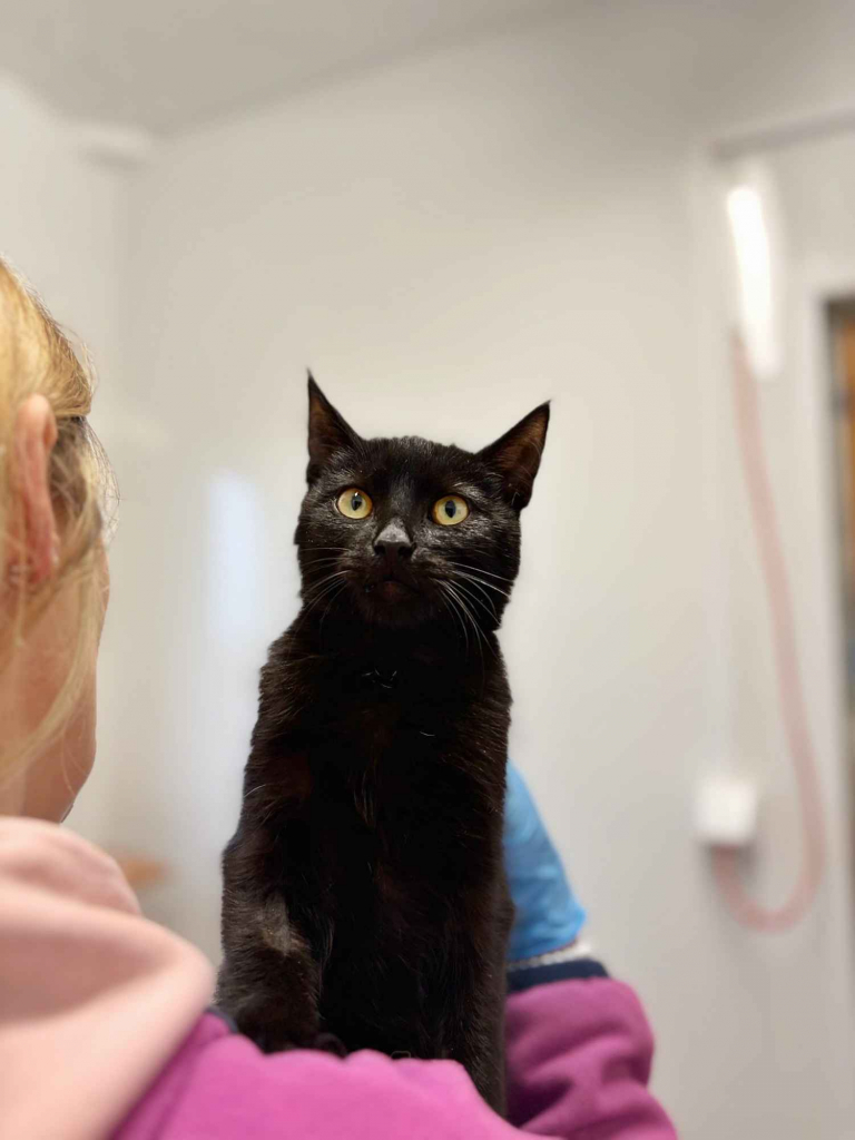 6 miesięczny kociak Gizmo szuka domu Olsztyn - zdjęcie 4