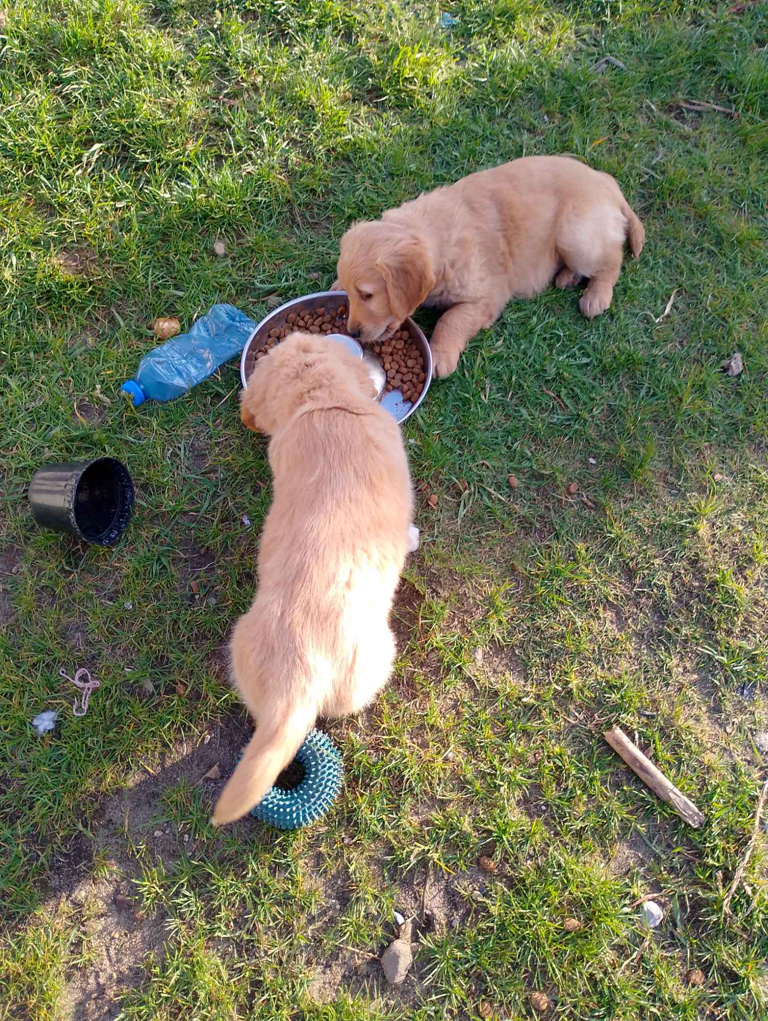 Golden retriever Pińczów - zdjęcie 2