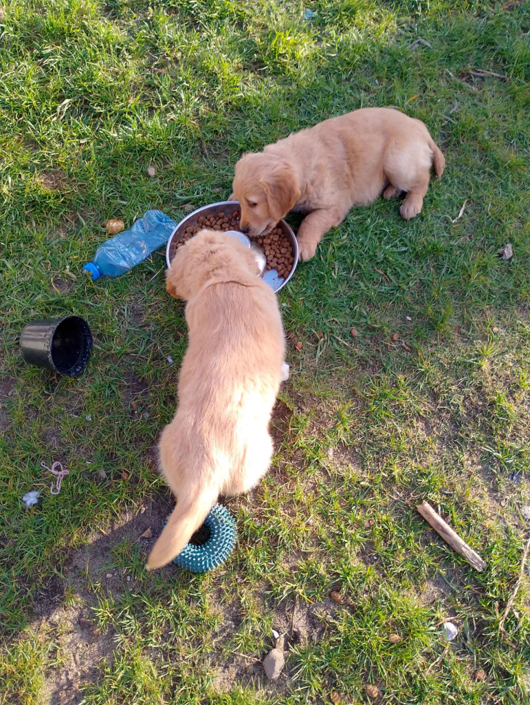 Golden retriever Pińczów - zdjęcie 2