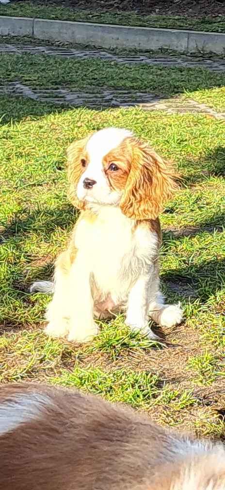Chlopczyk blenheim Cavalier King Charles Spaniel do odbioru Zawiercie - zdjęcie 3