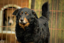 Dżeki - niekonfliktowy, wspaniały psiak szuka dom Olsztyn - zdjęcie 6