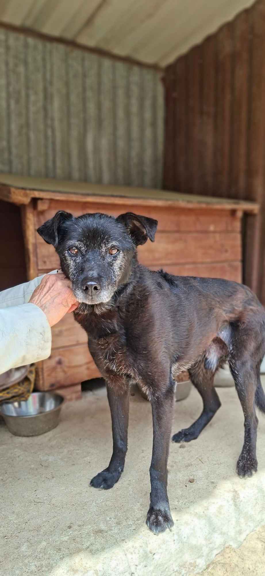 Devo i Devi, łagodne delikatne psiaki do adopcji Olsztyn - zdjęcie 8