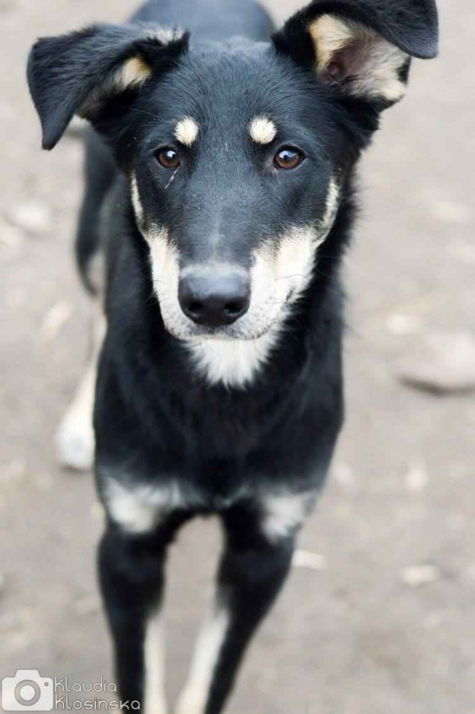 Pixel - wesoły, łagodny psiak szuka domu! Olsztyn - zdjęcie 1