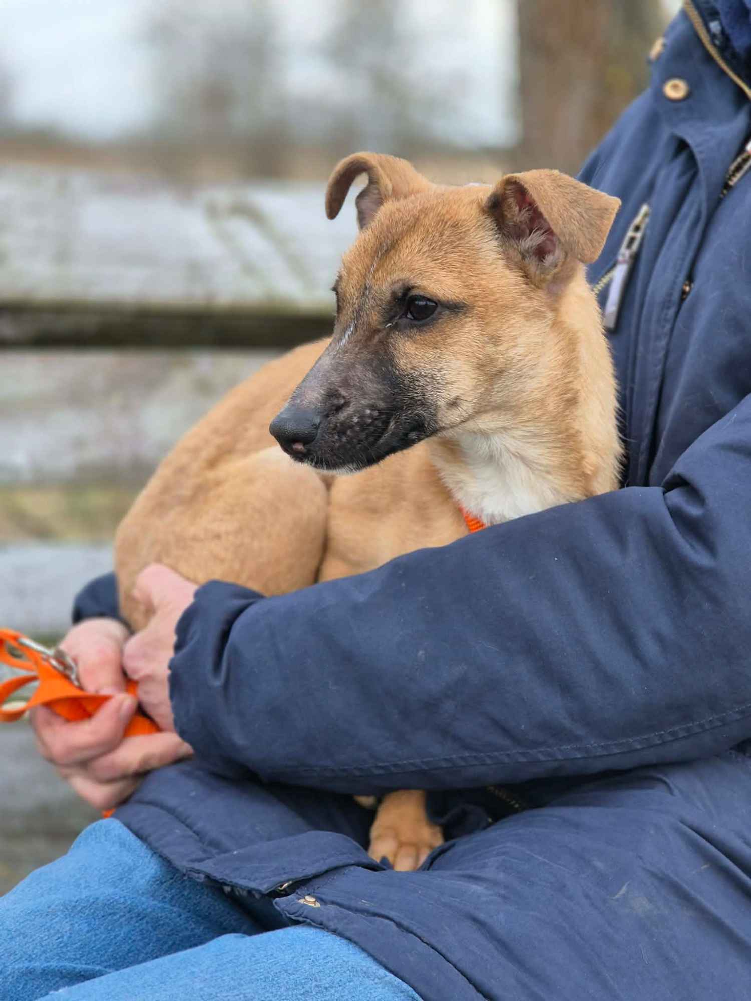 Polduś - 5 miesięczny, delikatny, nakolankowy psiak Olsztyn - zdjęcie 4