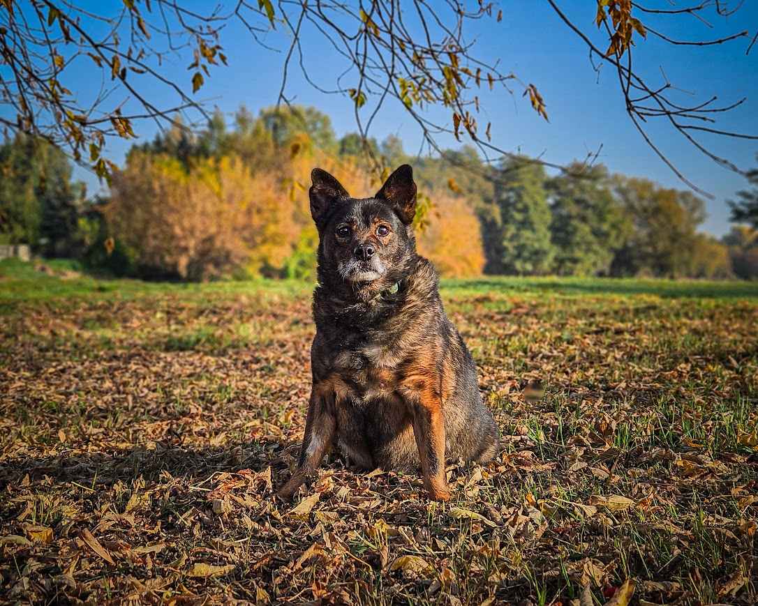 Spokojny, bardzo stateczny, przekochany psi senior DAFI :) Ochota - zdjęcie 4