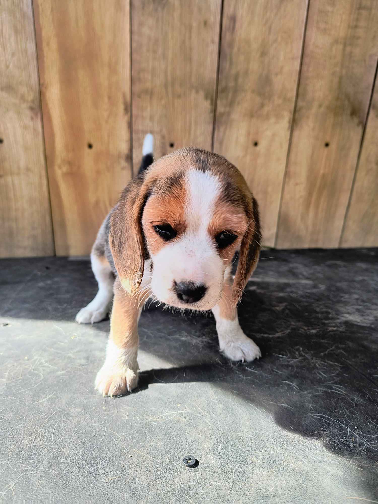 Beagle szczenieta Busko-Zdrój - zdjęcie 2