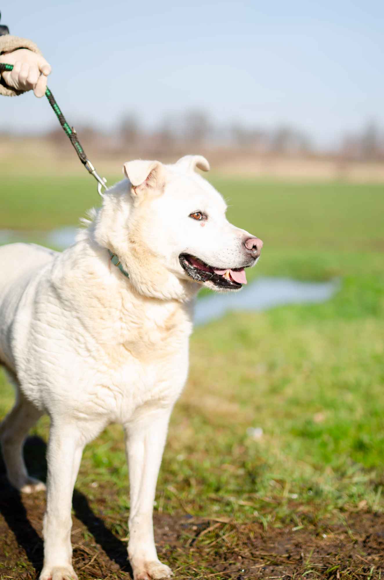 Biały - wielki pies o jeszcze większym sercu! Gdańsk - zdjęcie 3