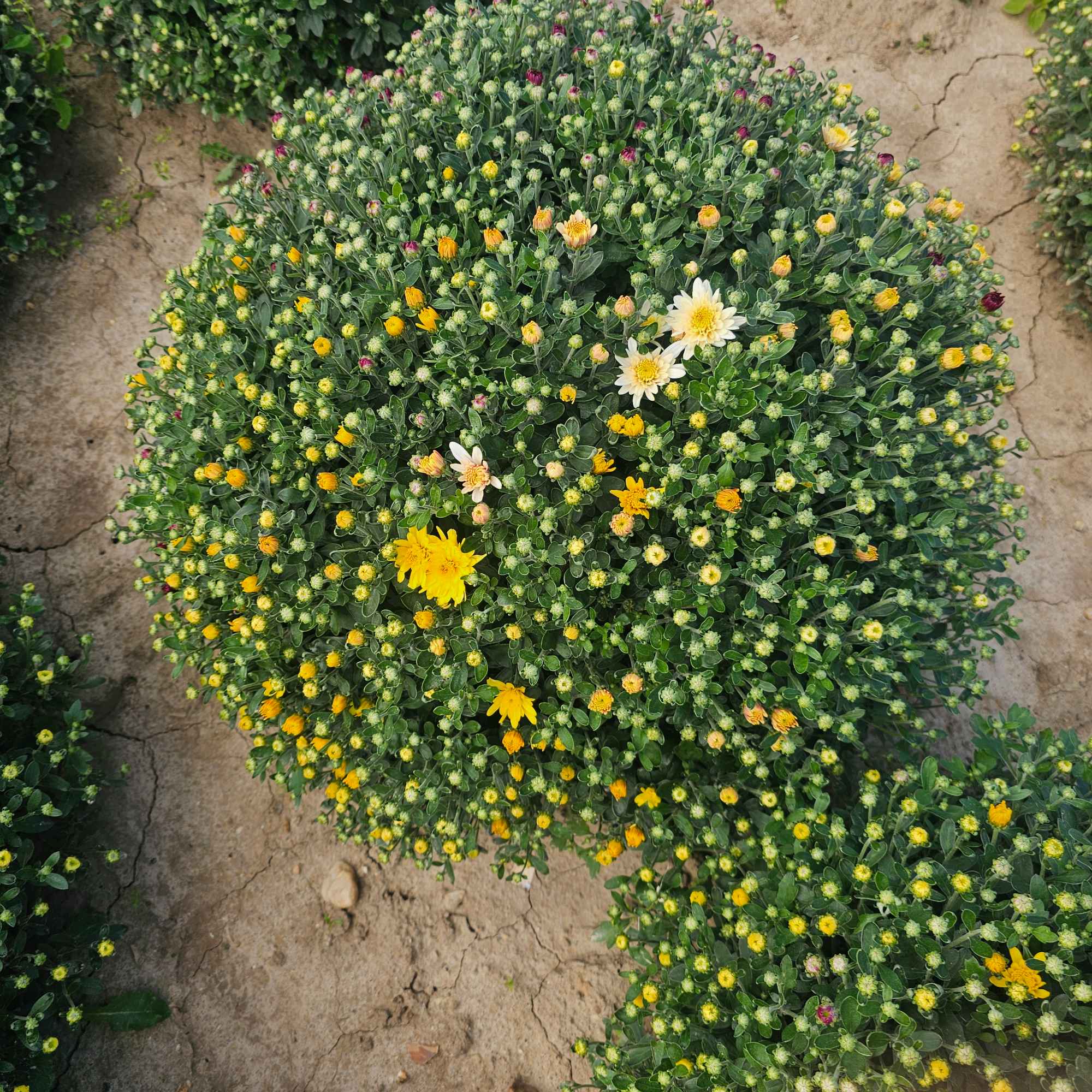 Chryzantemy Udanin - zdjęcie 9