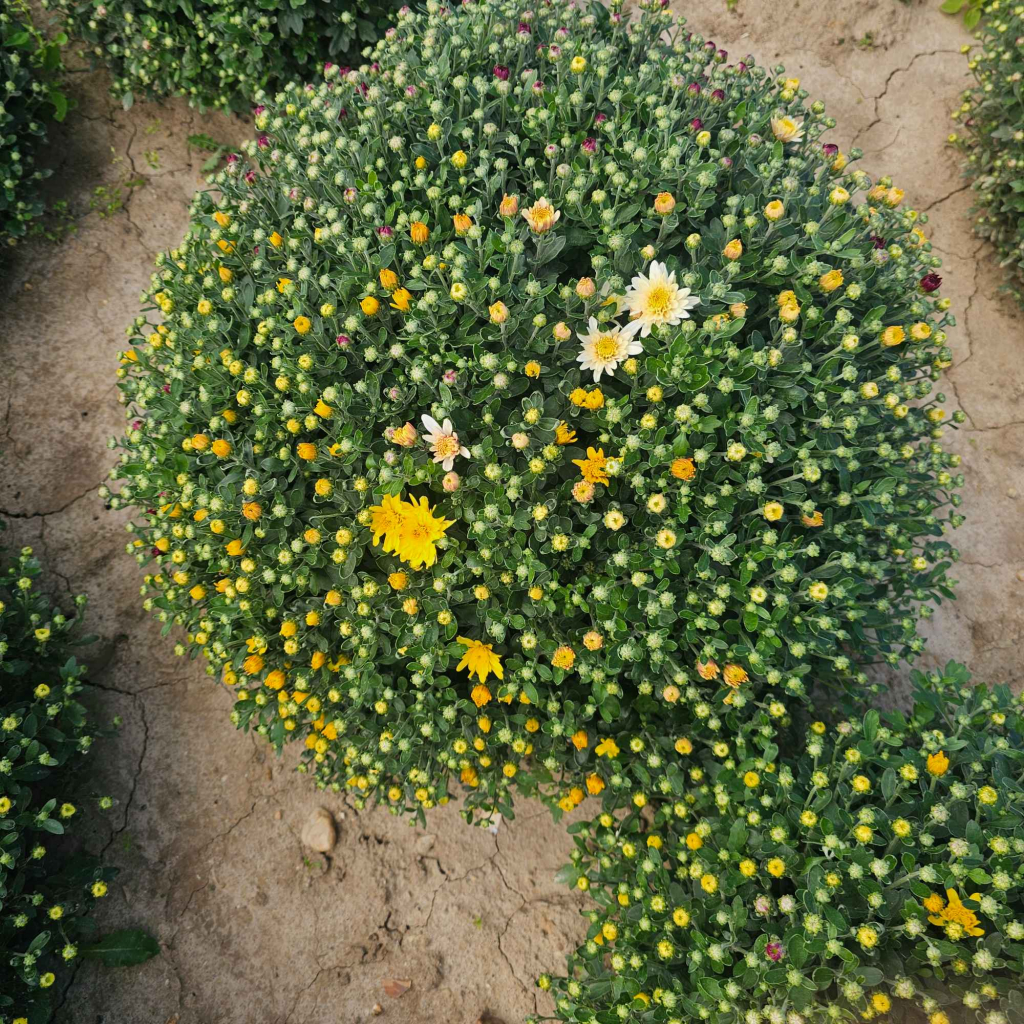 Chryzantemy Udanin - zdjęcie 9