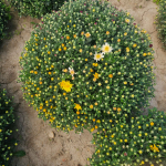 Chryzantemy Udanin - zdjęcie 9