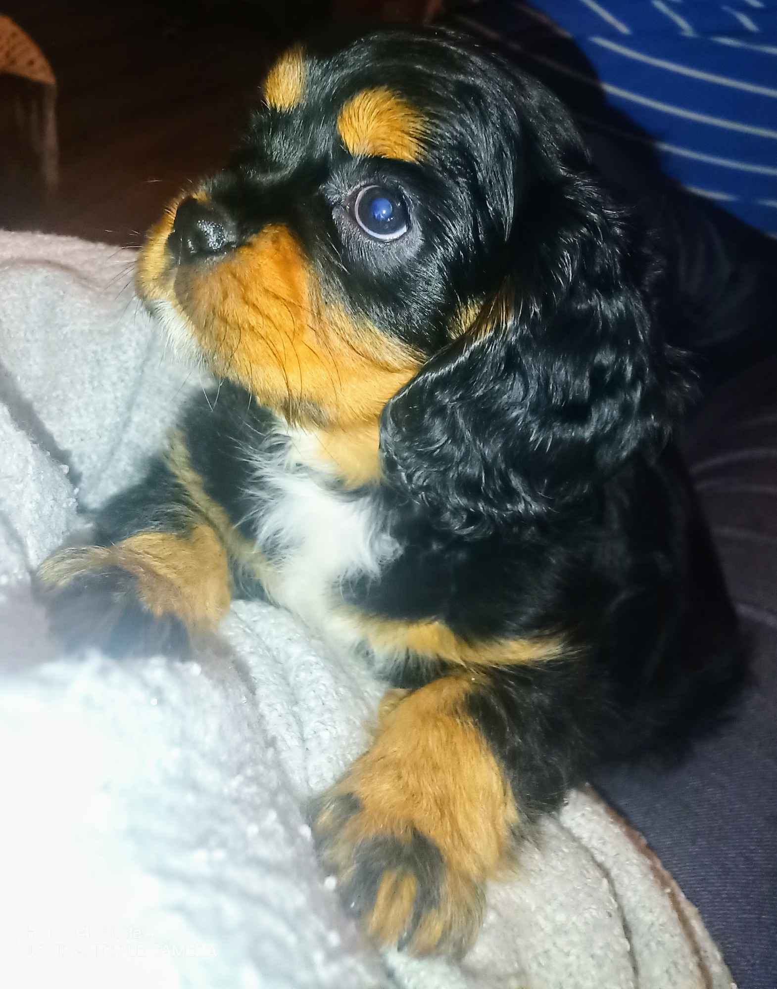 Gotowy do odbioru piesek Cavalier z rodowodem i wyprawką Górna - zdjęcie 1