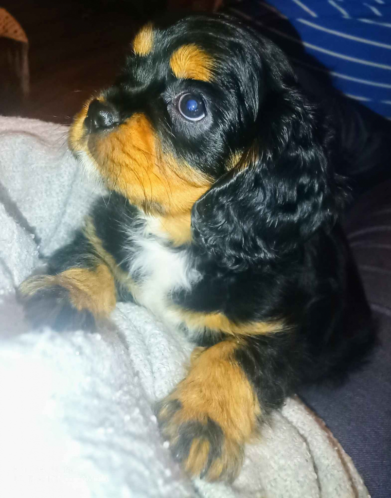 Gotowy do odbioru piesek Cavalier z rodowodem i wyprawką Górna - zdjęcie 1