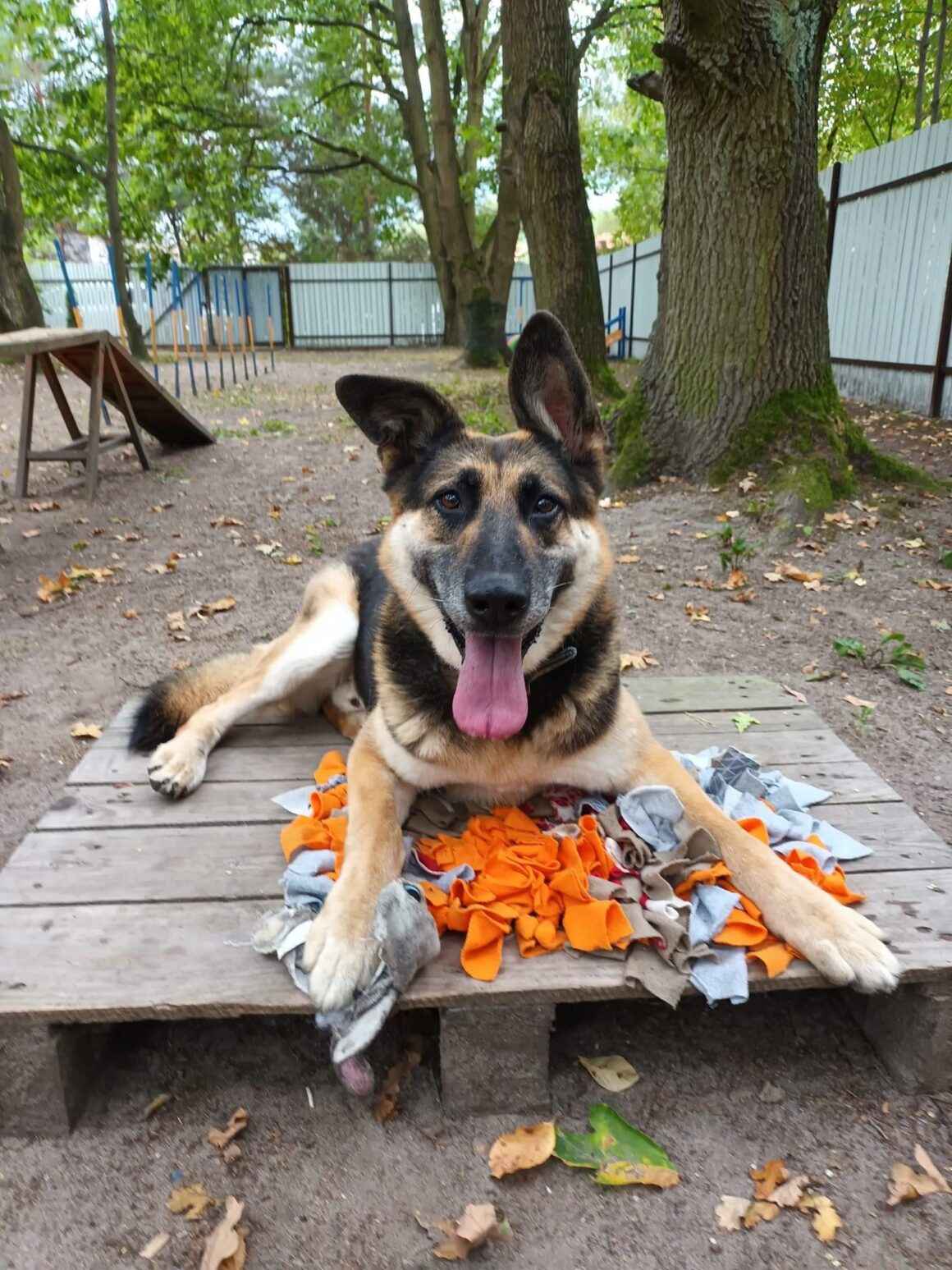 Horaś - ideał z klapniętym uszkiem szuka domu! Olsztyn - zdjęcie 4