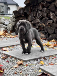 Cane Corso szczeniaki maści błękitnej ur. 06.09.2024 Koźminek - zdjęcie 8