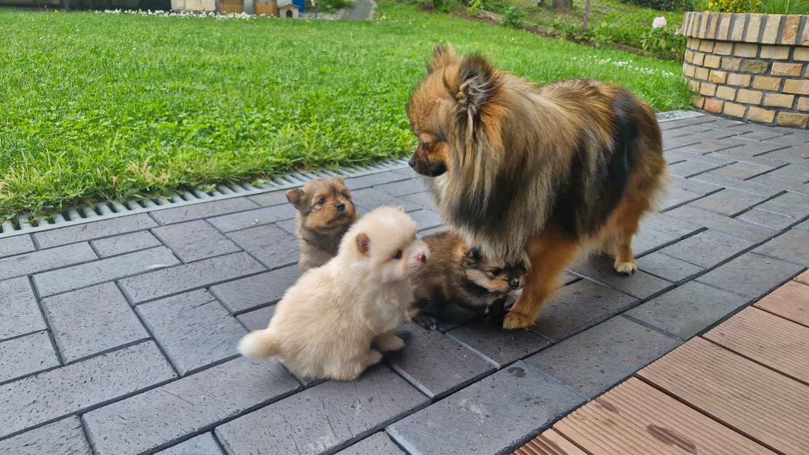 Szpic miniaturowy, pomeranian Bochnia - zdjęcie 6