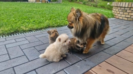 Szpic miniaturowy, pomeranian Bochnia - zdjęcie 6