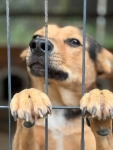 Zefir - młody, przyjazny, wesoły psiak!