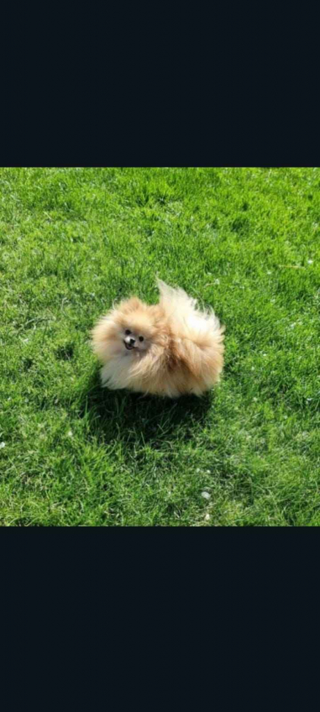 Pomeranian dorosły samiec Złotoryja - zdjęcie 2