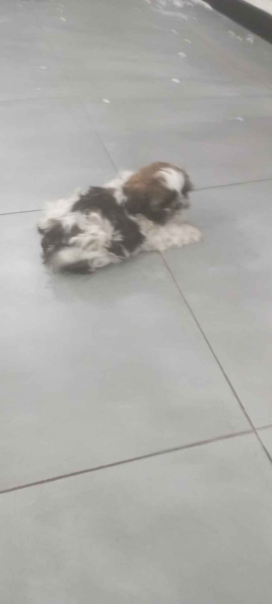 Shih tzu Sychowo - zdjęcie 1