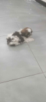 Shih tzu