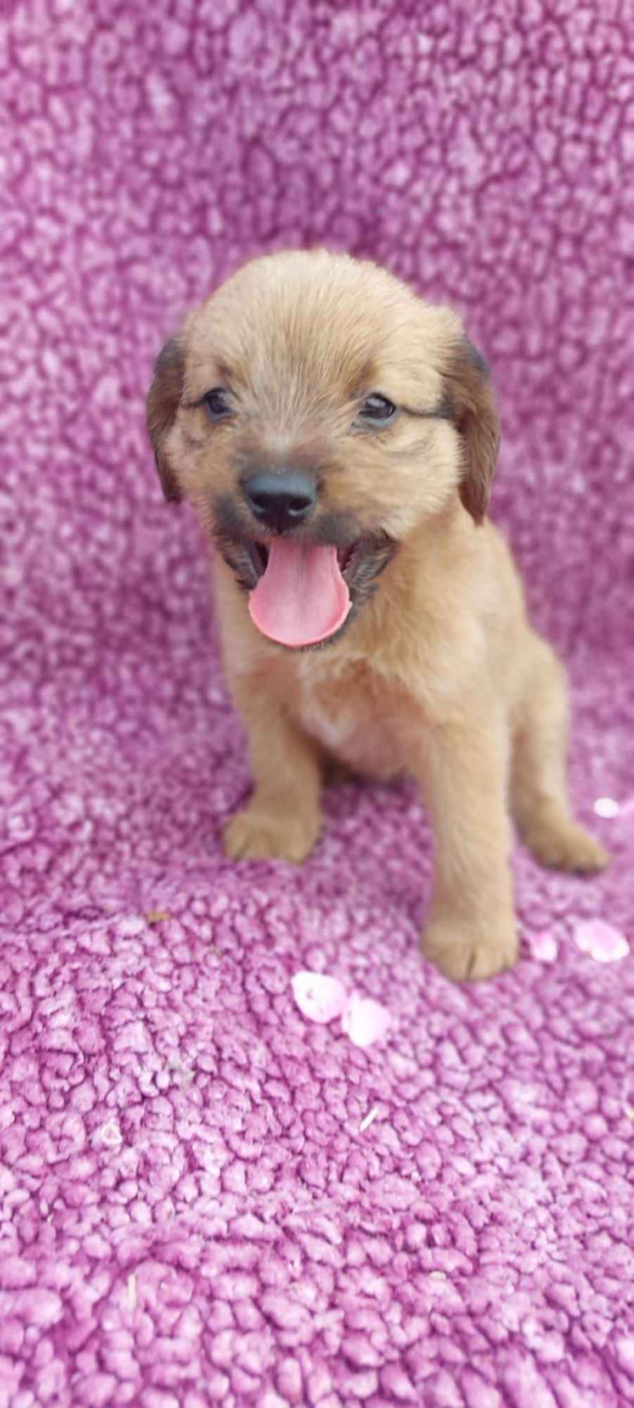 Hermiona - 8 tygodniowa czarodziejka szuka domu Olsztyn - zdjęcie 3