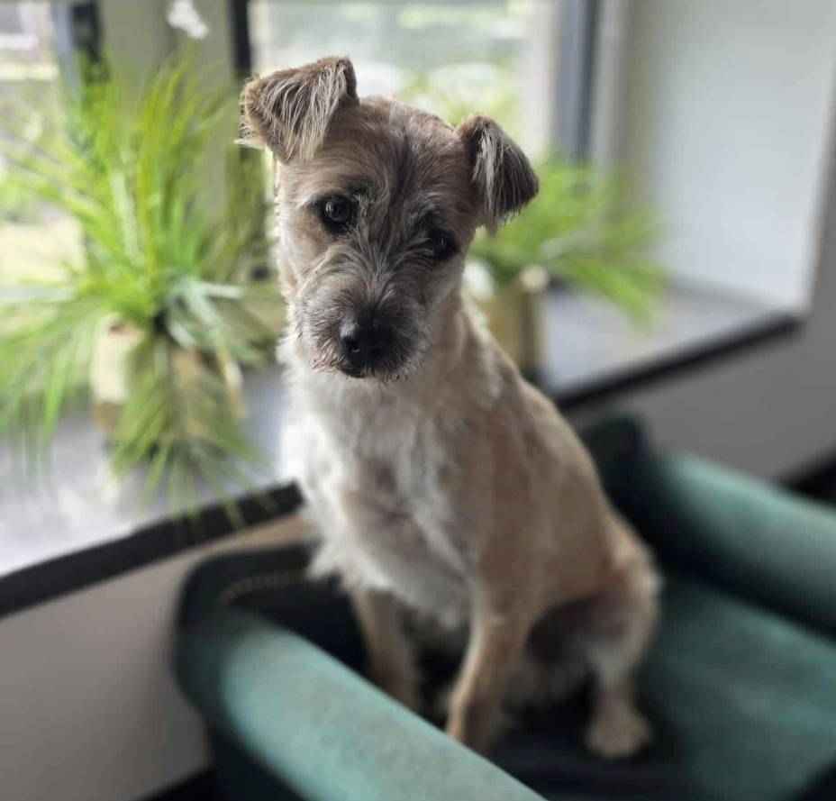 SKIPPER mały piesek szuka domu Białołęka - zdjęcie 1