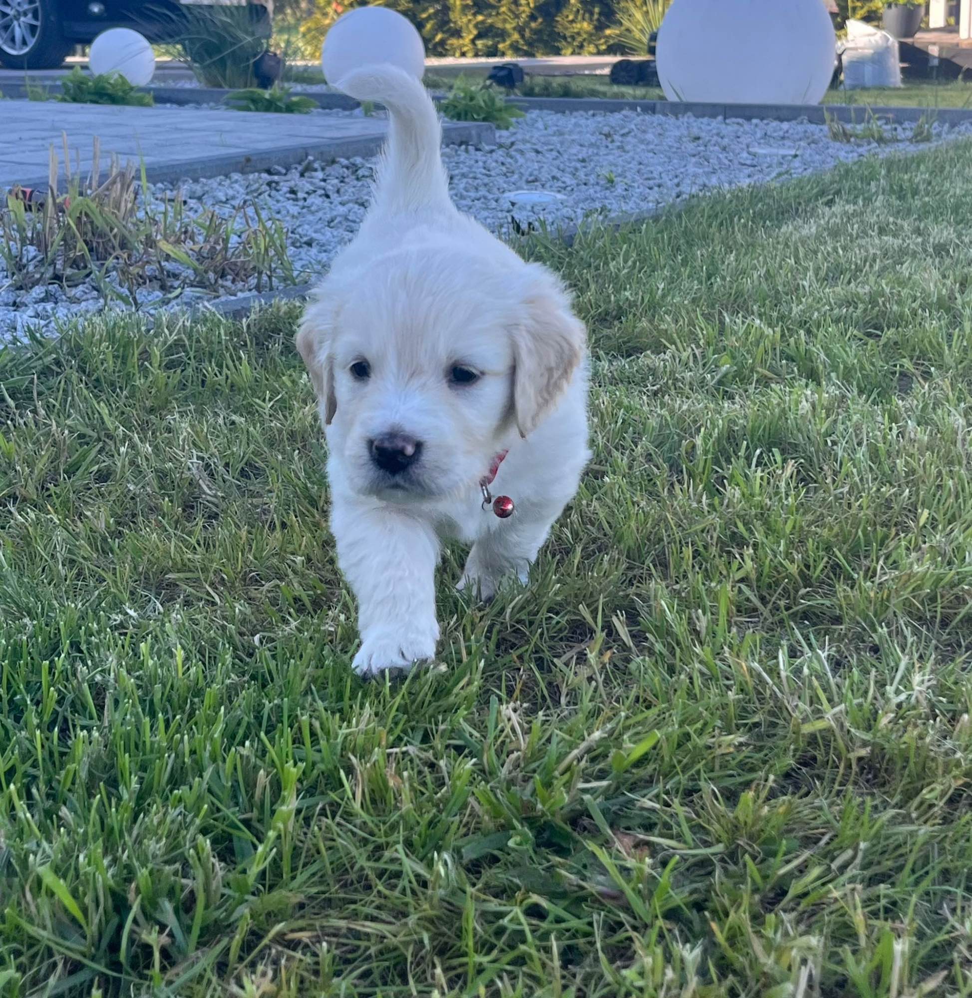 Szczeniaki Golden Retriever Góra - zdjęcie 4