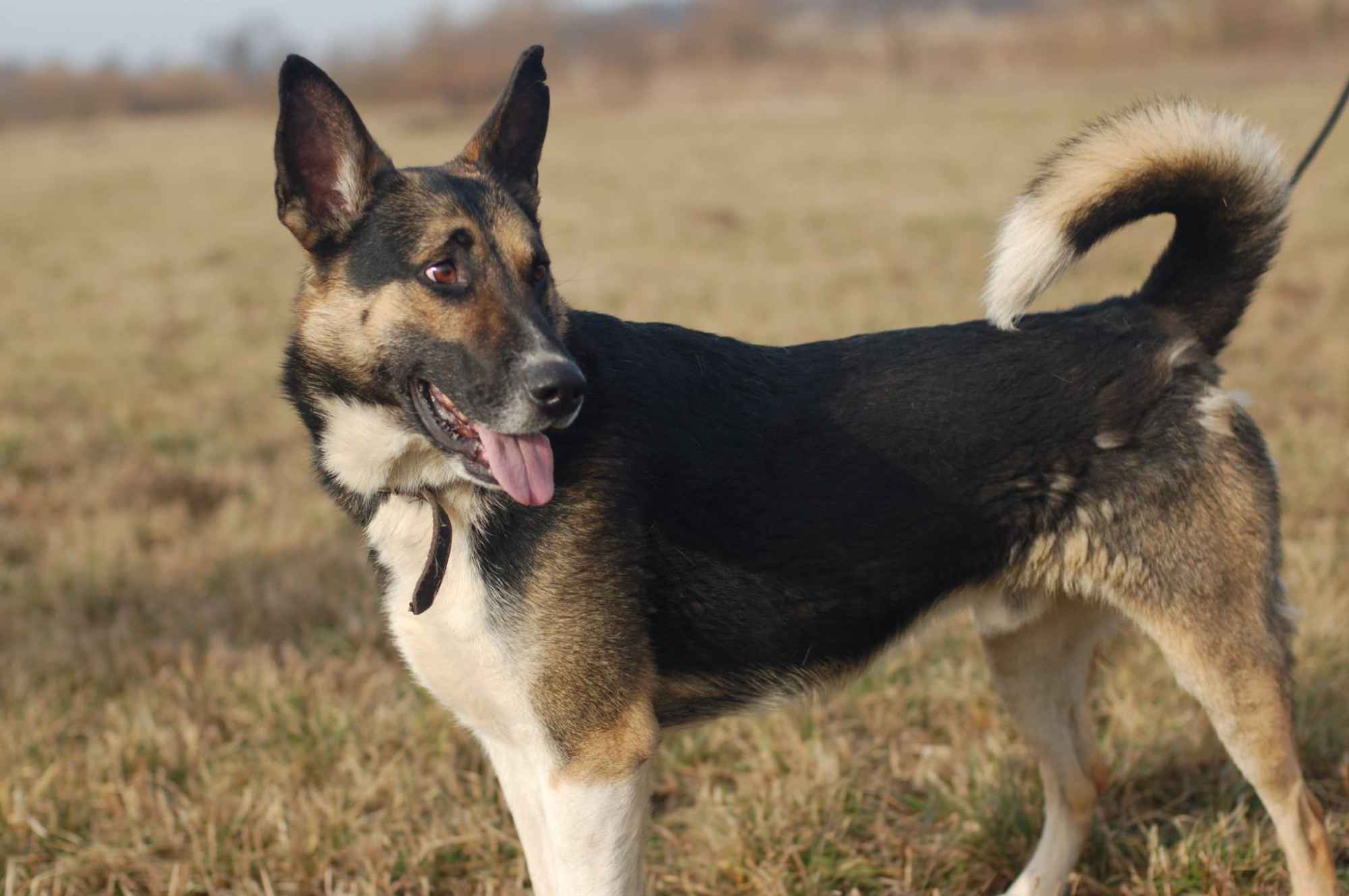 Riko - dostojny i poważny pies szuka domu! Olsztyn - zdjęcie 2