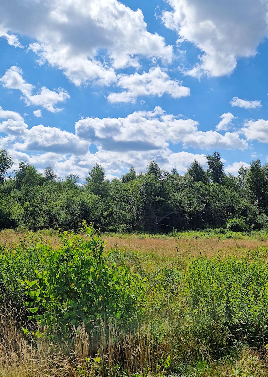 Działka budowlana Grabówka 1228m2 Grabówka - zdjęcie 8