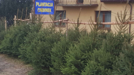 Choinki prosto z  własnej plantacji Rębków - zdjęcie 4