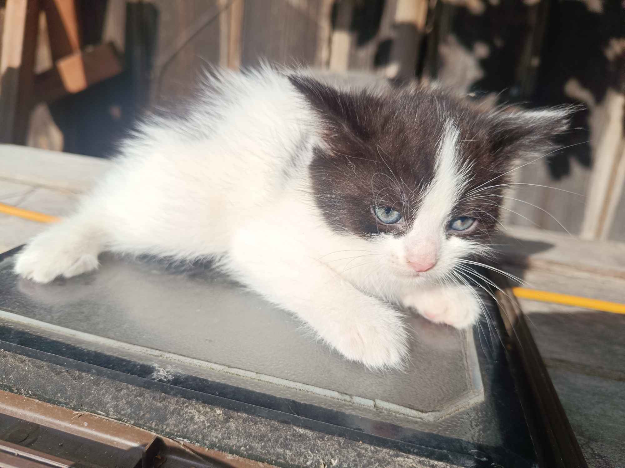 Kotki do oddania Wysoka Głogowska - zdjęcie 10