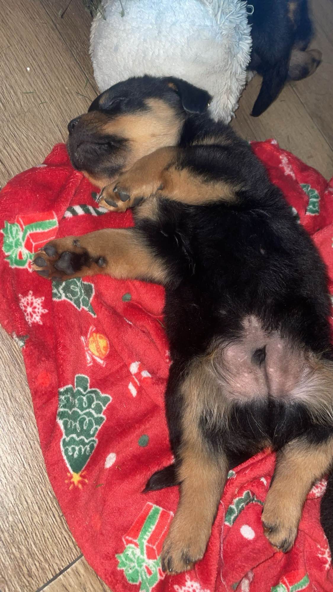 Szczeniaki Rottweiler Wadowice - zdjęcie 2