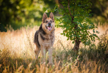 Flapy - niekonfliktowy, łagodny owczarek do adopcji! Olsztyn - zdjęcie 6